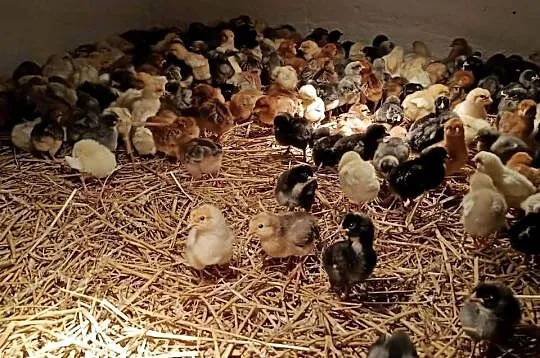 Kurczęta, same kurki, green shell, marans, zielononóżki kuropatwiane!, Małopolskie, Radwan