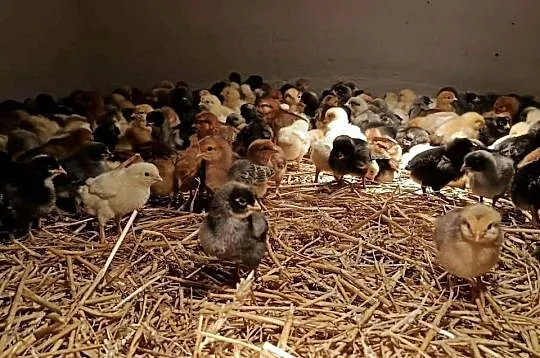 Kurczęta, same kurki, green shell, marans, zielononóżki kuropatwiane!, Małopolskie, Radwan