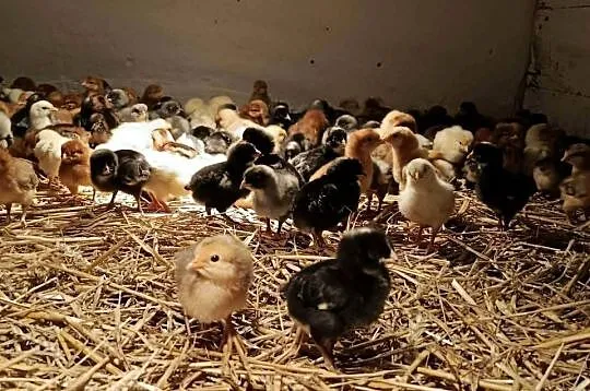 Kurczęta, same kurki, green shell, marans, zielononóżki kuropatwiane!, Małopolskie, Radwan