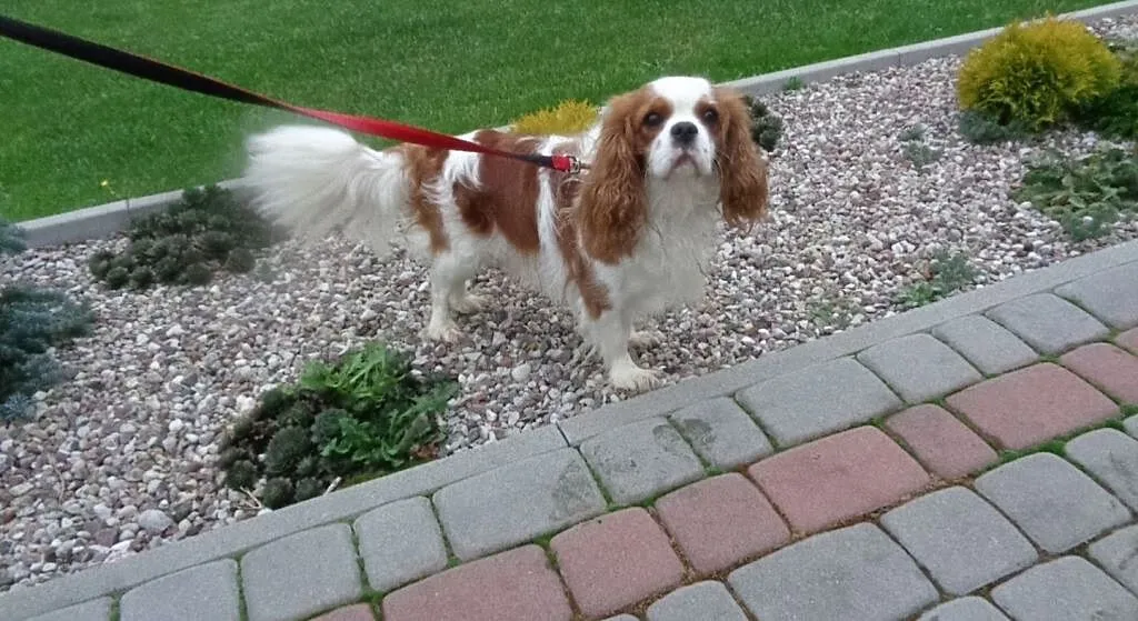 Cavalier King Charles Spaniel -reproduktor, Warmińsko-mazurskie, Elbląg