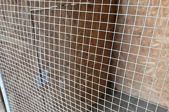 Duża woliera dla ptaków, Wielkopolskie, Krotoszyn