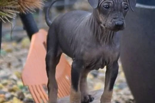 American hairless terrier,  Teriery cała Polska