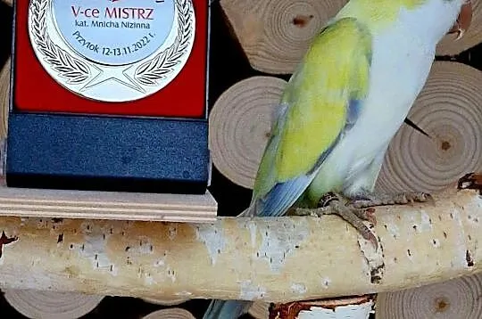 Mnicha Nizinna łatwo się oswaja i można nauczyć ją mówić mnichy nizinne papuga, Wielkopolskie, Leszno