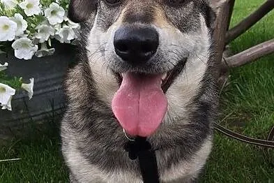 Jamorek, rezolutny psiak do adopcji!