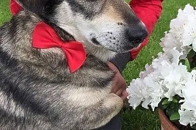 Jamorek, rezolutny psiak do adopcji!, Mazowieckie, Warszawa