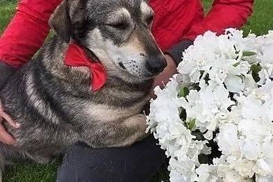 Jamorek, rezolutny psiak do adopcji!, Mazowieckie, Warszawa