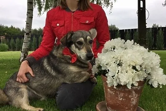 Jamorek, rezolutny psiak do adopcji!, Mazowieckie, Warszawa