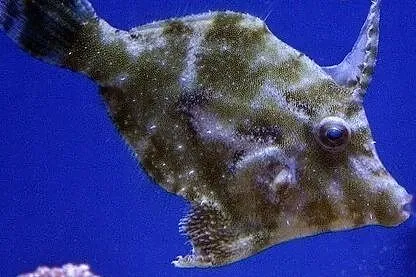 Acreichthys tomentosus, Brzydal do akwarium morski, Kielce