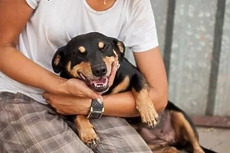 Molly - 4-letnia, cudna, ułożona i kochana sunia, 