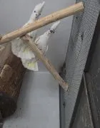 Na sprzedaż para Kakadu Mała Salomońska ( łac. Cacatua ducorpsii)