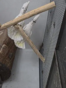 Na sprzedaż para Kakadu Mała Salomońska ( łac. Cacatua ducorpsii), , Rawicz