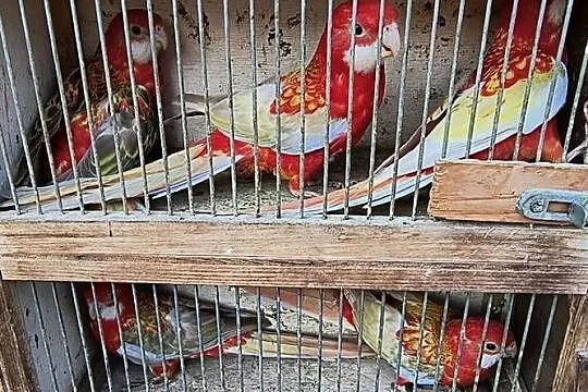 rozelle białolice i królewskie