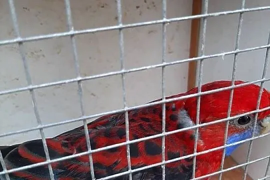 rozelle białolice i królewskie, Śląskie, Czerwionka-Leszczyny