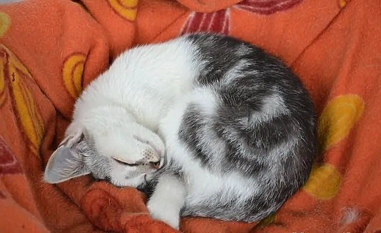 Piękne kociaki w kolorze srebrnym/ whiskas