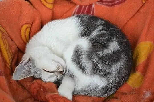 Piękne kociaki w kolorze srebrnym/ whiskas