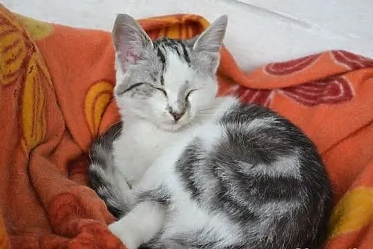 Piękne kociaki w kolorze srebrnym/ whiskas