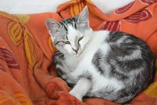 Piękne kociaki w kolorze srebrnym/ whiskas