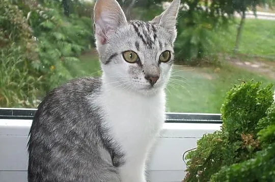 Piękne kociaki w kolorze srebrnym/ whiskas