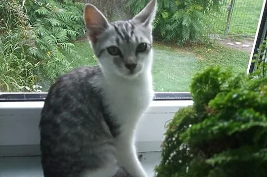 Piękne kociaki w kolorze srebrnym/ whiskas