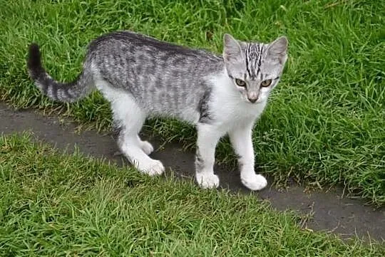 Piękne kociaki w kolorze srebrnym/ whiskas