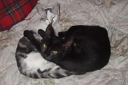 Piękne kociaki w kolorze srebrnym/ whiskas