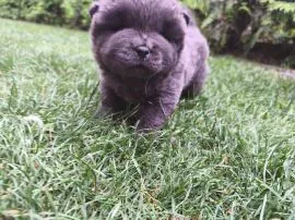 Niebieski piesek chow chow szczeniaczek chow chow