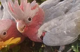 Kakadu różowe samiec oswojony. 