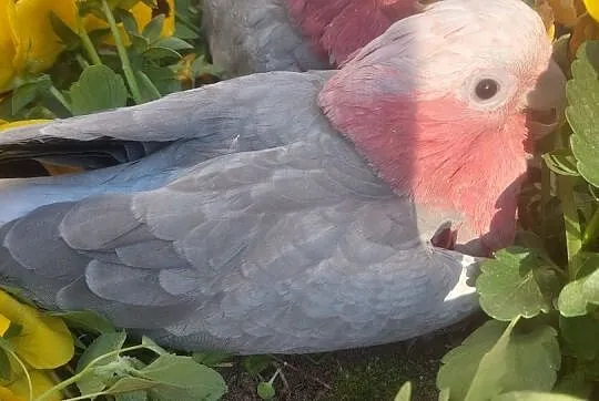 Kakadu różowe samiec oswojony. , Grodzisk Wielkopolski