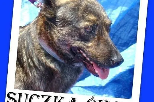 8 kg,pręgowana,wesoła,łagodna suczka na krótkich ł