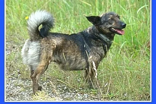 8 kg,pręgowana,wesoła,łagodna suczka na krótkich ł
