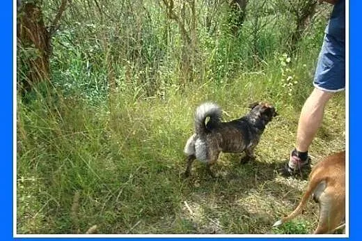 8 kg,pręgowana,wesoła,łagodna suczka na krótkich ł