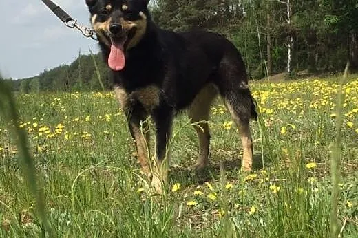 Urocza Stella czeka na dom ;),  mazowieckie Warsza