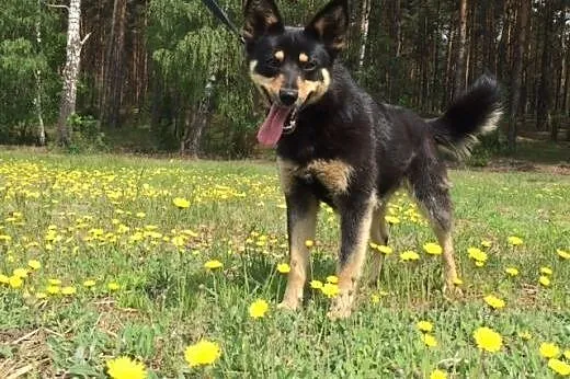 Urocza Stella czeka na dom ;),  mazowieckie Warsza