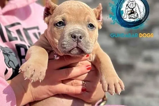 American Bully Suczka ABKC, Wielkopolskie, Koło