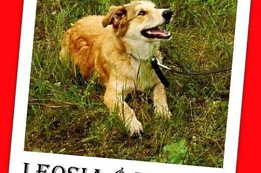 8 mies. suczka średnia,wesoła,łagodna LEOSIA.Adopcja,  mazowieckie Warszawa