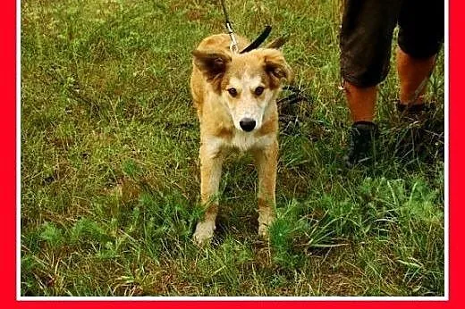 8 mies. suczka średnia,wesoła,łagodna LEOSIA.Adopc
