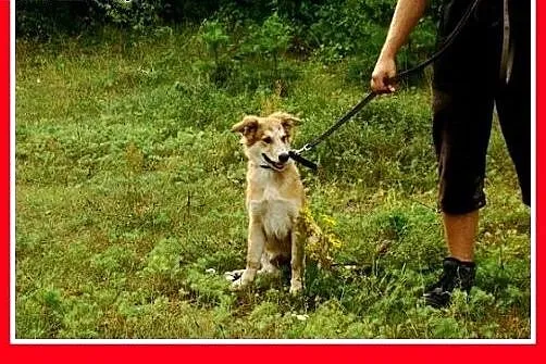 8 mies. suczka średnia,wesoła,łagodna LEOSIA.Adopc