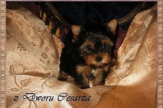 Yorki - z Dworu Cesarza. Hodowla Legalna z Certyfi