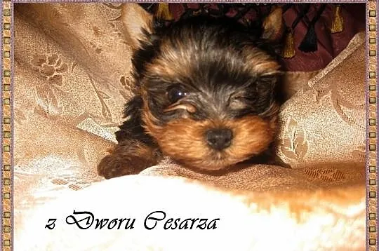 Yorki - z Dworu Cesarza. Hodowla Legalna z Certyfi