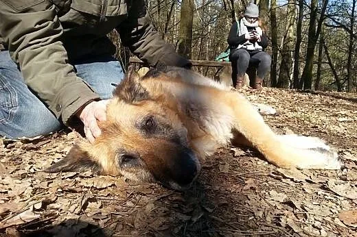 Piękna KUNDZIA najwierniejszy pies jakiego można w
