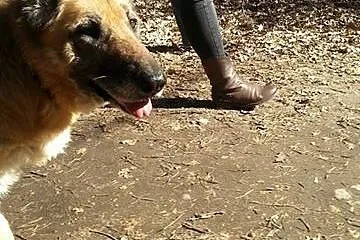 Piękna KUNDZIA najwierniejszy pies jakiego można w
