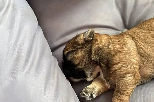 Piesek shih tzu