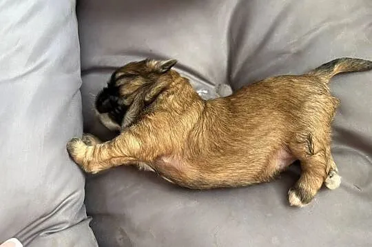 Piesek shih tzu, Mazowieckie, Ciechanów