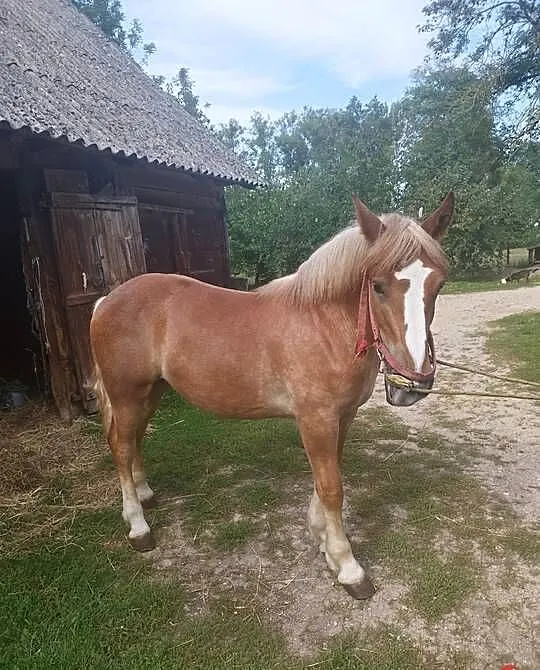 Klacz, Podlaskie, Kantorówka