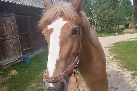 Klacz, Podlaskie, Kantorówka