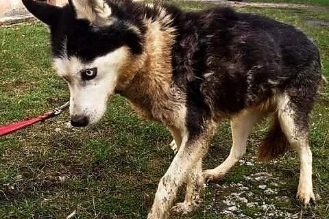AMIRA Zdążyć do domu …..zdążyć, zanim ze