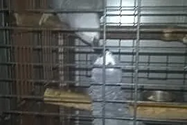 KIKI , papużka Żako oswojona