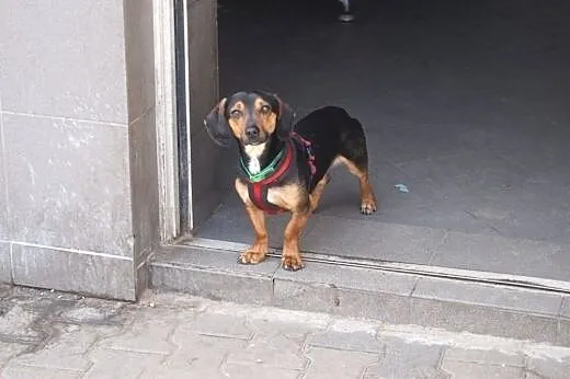 KARO vel PARÓWEK.. ok 1,5 roku.. w typie JAMNIORA..,  wielkopolskie Poznań