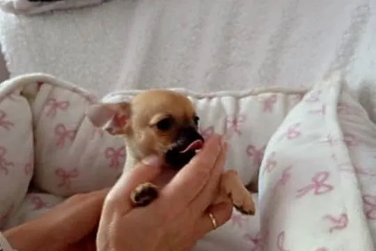 Mini suczka chihuahua