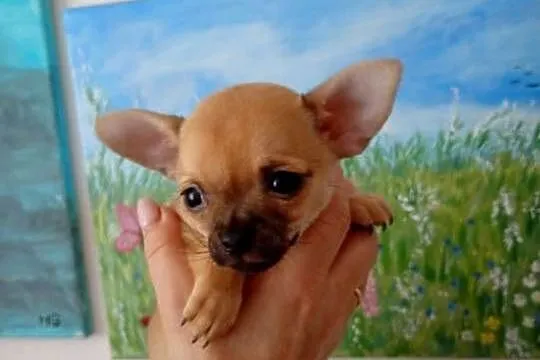 Mini suczka chihuahua, Wielkopolskie, Konin